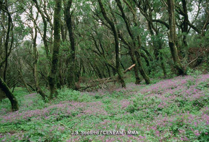 En el fayal-brezal una de las plantas que tapizan el suelo es la pata gallo (Geranium canariense).