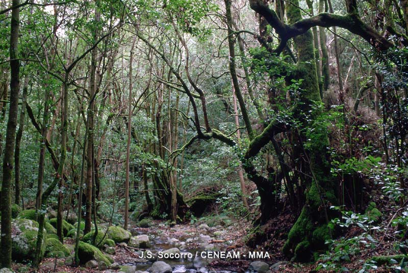 El Arroyo del Cedro es uno de los más importantes del parque nacional.