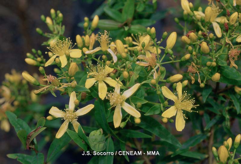 El granadillo (Hypericum canariense), vive preferentemente en zonas cálidas y aclaradas de la laurisilva.