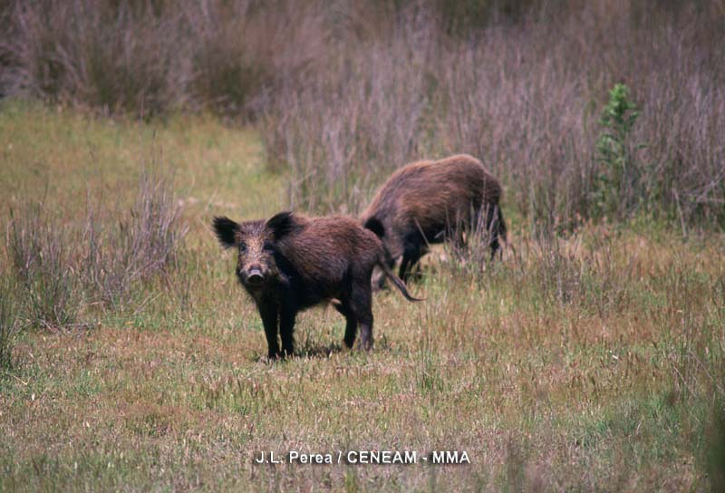 Los jabalíes (Sus scrofa) son omnívoros, pero tienen predilección por las raíces de la castañuela.