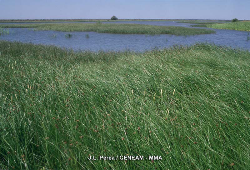 En primavera, la marisma se cubre de una densa vegetación de castañuela (Scirpus maritimus) y bayunco (Scirpus litoralis) que constituyen el sustento principal de muchas aves.