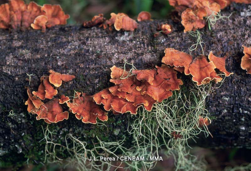 Los troncos y las ramas secas de los árboles sirven de alimento a muchos hongos.