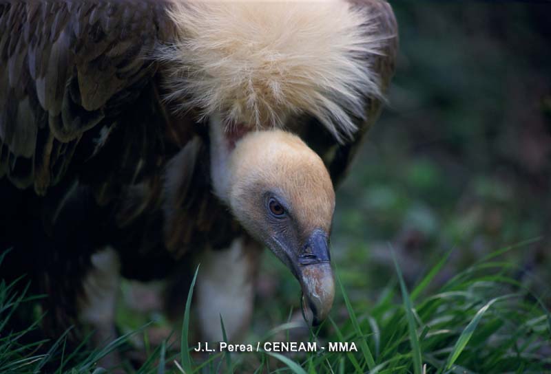 El buitre común (Gyps fulvus) se alimenta sobre todo, de cadáveres de animales domesticos aunque también puede comer animales salvajes muertos.