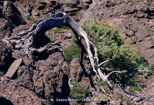 El cedro canario (Juniperus cedrus), es una especie protegida. En el pasado, la extracción de madera y el pastoreo, pusieron a esta especie al borde de la extinción. Actualmente sus poblaciones se están recuperando.