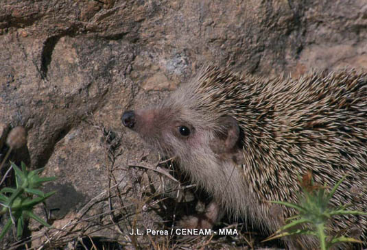 El erizo moruno (Atelerix algirus) es un animal introducido en el parque, que puede ser observado al anochecer.