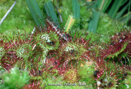 La atrapamoscas (Drosera rotundifolia), es una planta carnivora que vive en las turberas de las partes alta de la sierra.