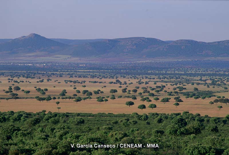 Vista general de la raña.