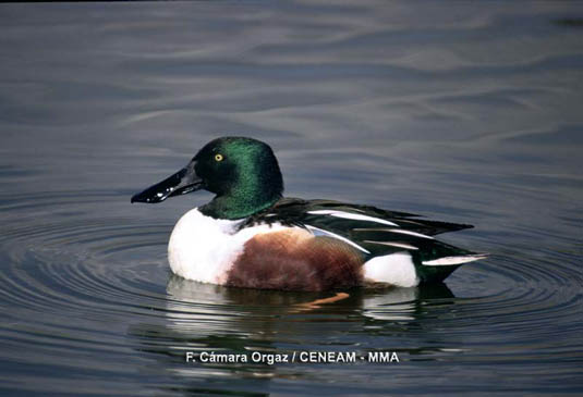 El cuchara común (Anas clypeata), es un ave invernante que llega al parque a principios del otoño. Se le denomina cuchara por tener un pico ancho y aplanado.