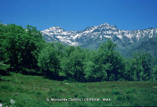 Al llegar la primavera los robles melojos (Quercus pyrenaica), vuelven de nuevo a "la vida" tras el duro invierno. Al fondo se observa el Mulhacén prácticamente sin nieve.