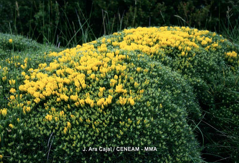 El erizón (Echinospartum horridum), es un arbusto espinoso que vive en suelos pobres y poco profundos, desde los 600 hasta los 1.600 metros de altitud.