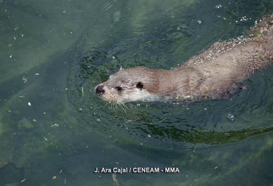 La nutria (Lutra lutra), es un animal relativamente común en el parque nacional. En invierno se alimenta de peces y en verano de cangrejos