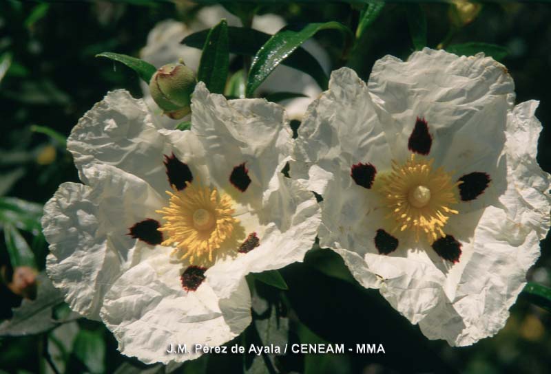 La jara pringosa (Cistus ladanifer) es una de las especies más abundantes de la zona.