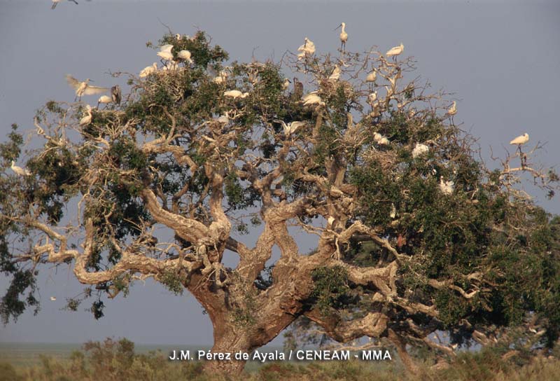 Las pajareras son viejos alcornoques (Quercus suber) que tienen un importante valor ecológico. 'Grandes edificios' en el borde de la marisma sobre los que anidan multitud de aves acuáticas.