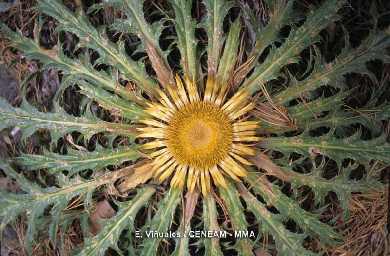 La cardamella (Carlina acanthifolia), es una especie protegida, que se recolectaba por su aspecto decorativo. En algunos pueblos, se colgaba en las puertas de las casas para atraer a la buena suerte.