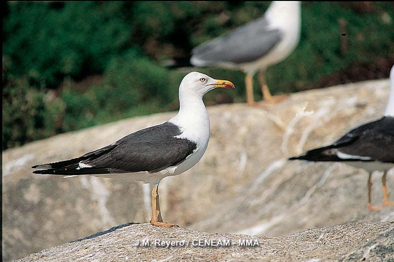 Uno de las pocas colonias de cría en España de la gaviota sombría (Larus fuscus), se encuentra en las Islas Atlánticas.