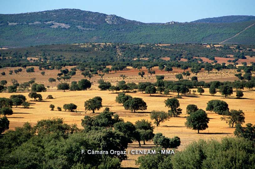 La raña es una gran llanura situada entre sierras salpicada de encinas (Quercus ilex), alcornoques (Quercus suber) y quejigos (Quercus faginea).