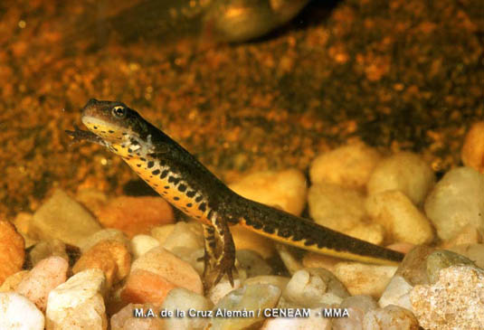 El tritón ibérico (Lissotriton boscai), es un anfibio endémico de la mitad occidental de la Península Ibérica. En el parque se le puede ver en muchos cursos de agua.