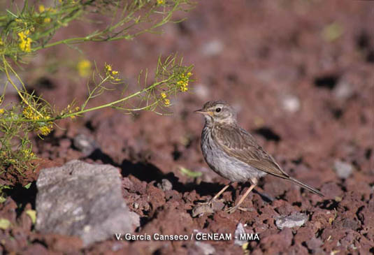 El bisbita caminero (Anthus berthelotii) es una de las aves más abundantes del parque nacional.