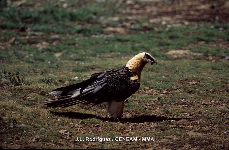 El quebrantahuesos (Gypaetus barbatus) es la especie más emblematica del parque nacional.