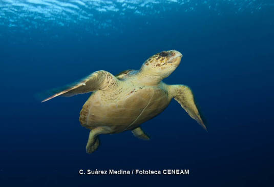 La tortuga boba (Caretta caretta), visita con frecuencia las aguas del parque nacional.