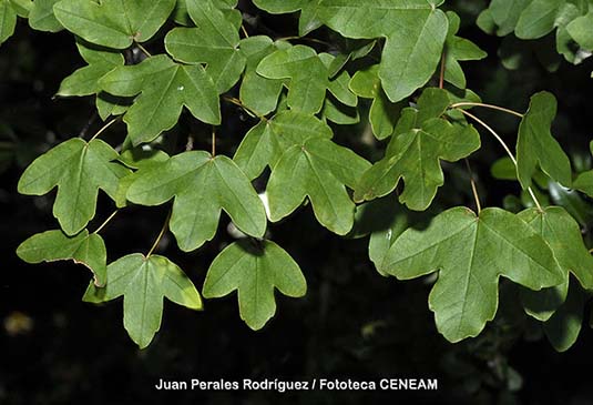 El arce de Montpellier crece formando parte de encinares, quejigales y pinsapares, apareciendo también en roquedos, predominantemente sobre suelos calcáreos.