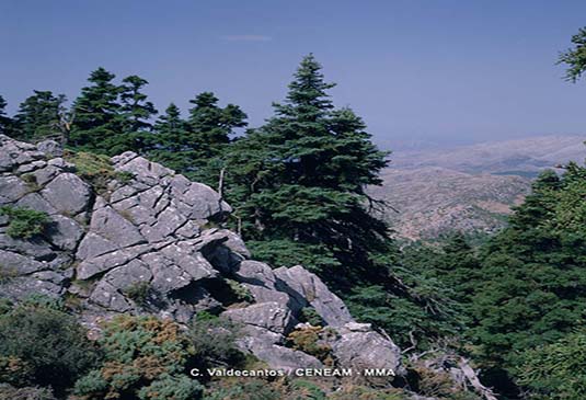 El pinsapo (Abies pinsapo) se distribuye por las provincias de Málaga y Cádiz, en la Sierra de las Nieves, Sierra Bermeja y Sierra de Grazalema.