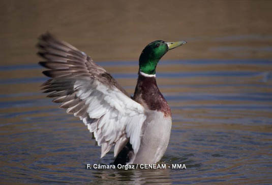 El Anade azulon (Anas platyrhynchos) es el pato más común en Daimiel. Es el antecesor de los patos domésticos.