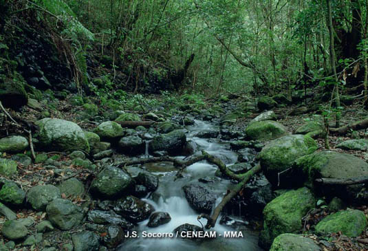 La humedad en algunos barrancos del Parque Nacional es muy elevada, porque pasan mucho tiempo cubiertos por la niebla. Por ellos discurre el agua durante casi todo el año.