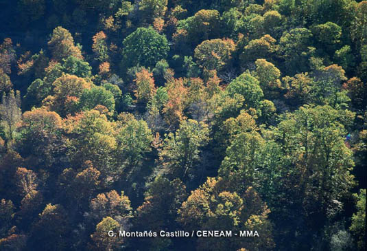 Los robledales de melojo (Quercus pyrenaica) son los más meridionales de toda la Península Ibérica.