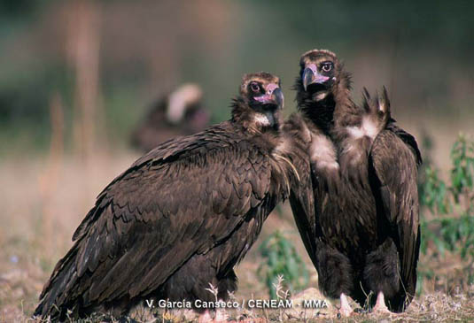 El buitre negro (Aegypius monachus) tiene en el parque el segundo núcleo de cría más importante de Europa.