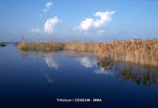 Los carrizos (Phragmites communis) crecen en aguas poco profundas formando grupos cerrados casi impenetrables.