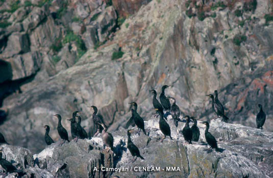 El cormorán moñudo (Phalacrocorax aristotelis) es un ave marina que se concentra en roquedos para secar su plumaje al sol.