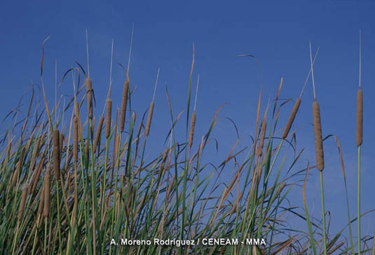 Las eneas (Typha latifolia) ocupan las zonas más profundas de las Tablas. Sus hojas largas y aplanadas tienen los bordes cortantes.