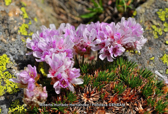 En los prados de cumbres, encontramos plantas muy singulares adaptadas a las duras condiciones de la alta montaña, como el erizo de la sierra (Armeria caespitosa).