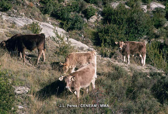 La ganaderia constituye una importante fuente de ingresos para los habitantes de la zona de influencia del parque.