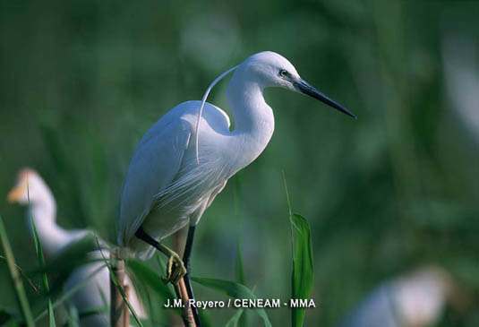 La garceta comun (Egretta garzetta) presenta una largas plumas blancas en la nuca durante el período nupcial.