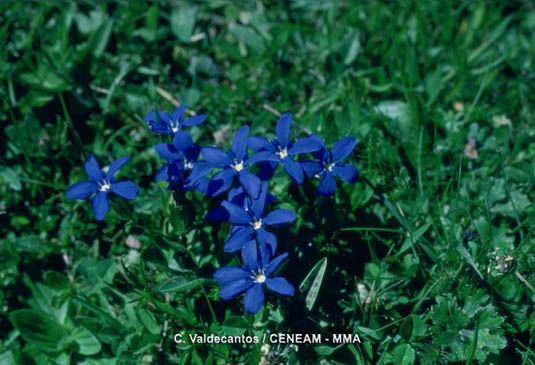 la Gitanilla menuda (Gentiana verna) crece en las praderas de alta montaña.