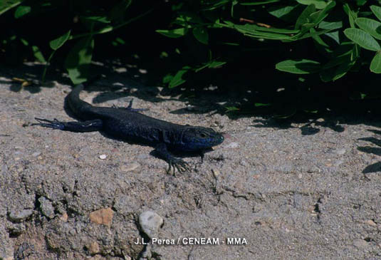 Lagartija balear (Podarcis lilfordi). Especie endémica de estas islas. En el Parque Nacional se conservan más del 80% de sus efectivos.