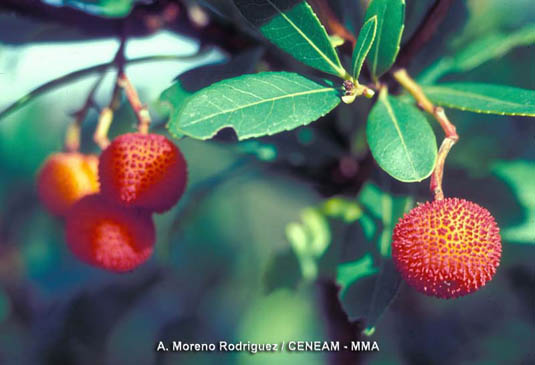 El madroño (Arbutus unedo) aparece en las zonas de encinares y alcornocales degradados. Para crecer, necesita un clima suave sin fuertes heladas.