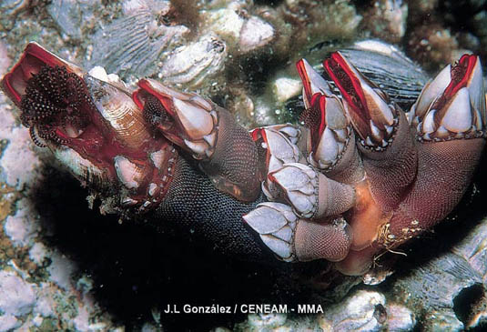 Los percebes (Pollicipes cornucopia) se desarrollan en las rocas más expuestas al embate de las olas.