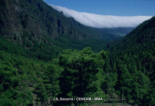 La Caldera de Taburiente posee los pinares de pino canario (Pinus canariensis) mejor conservados de todo el archipìélago.