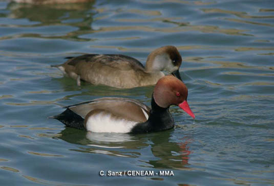 El pato colorado (Netta rufina) es un ave arisca y desconfiada, típica de aguas abiertas y relativamente profundas.