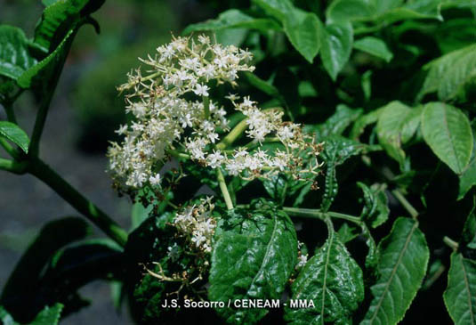 El sauco canario (Sambucus palmensis) es una planta escasa y en peligro de extinción, que aparece en el fondo de los barrancos o en lugares muy húmedos.