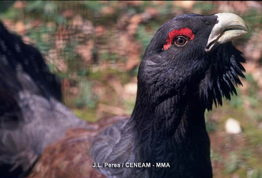  El urogallo (Tetrao urogallus) se puede encontar en los hayedos del Parque Nacional. Es una especie amenazada.