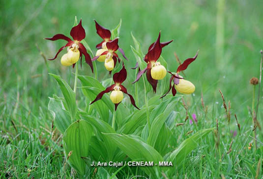 Los zuecos (Cipripedium calceolus) en España crecen únicamente en los Pirineos, en bosques, laderas y suelos pedregosos de origen calcáreo.