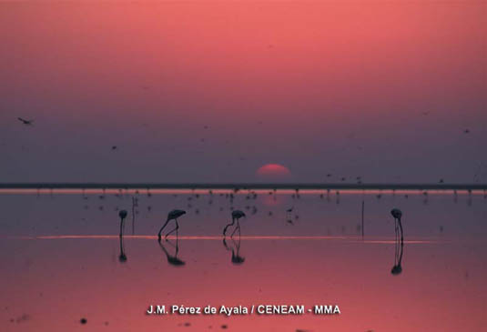 El flamenco (Phoenicopterus ruber), reproductora ocasional en las Marismas del Guadalquivir, destaca por su gran belleza.