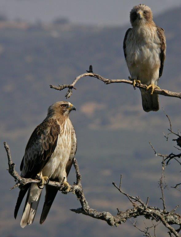 Aguilas calzadas FICHA