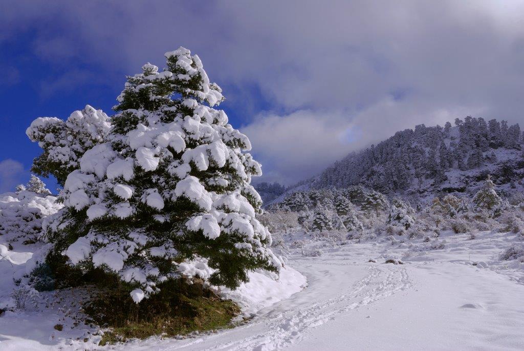 Pinsapo nevado FICHA