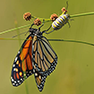 Lepidópteros [Foto: J.M. Pérez de Ayala]