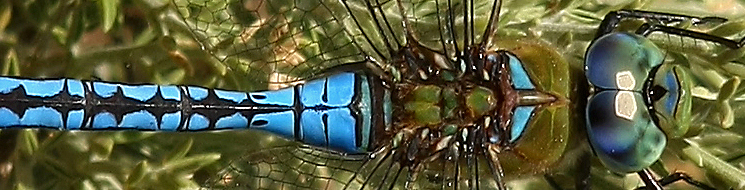 Libélula emperador, Anax imperator. Autor: Ricardo Gómez Calmaestra 